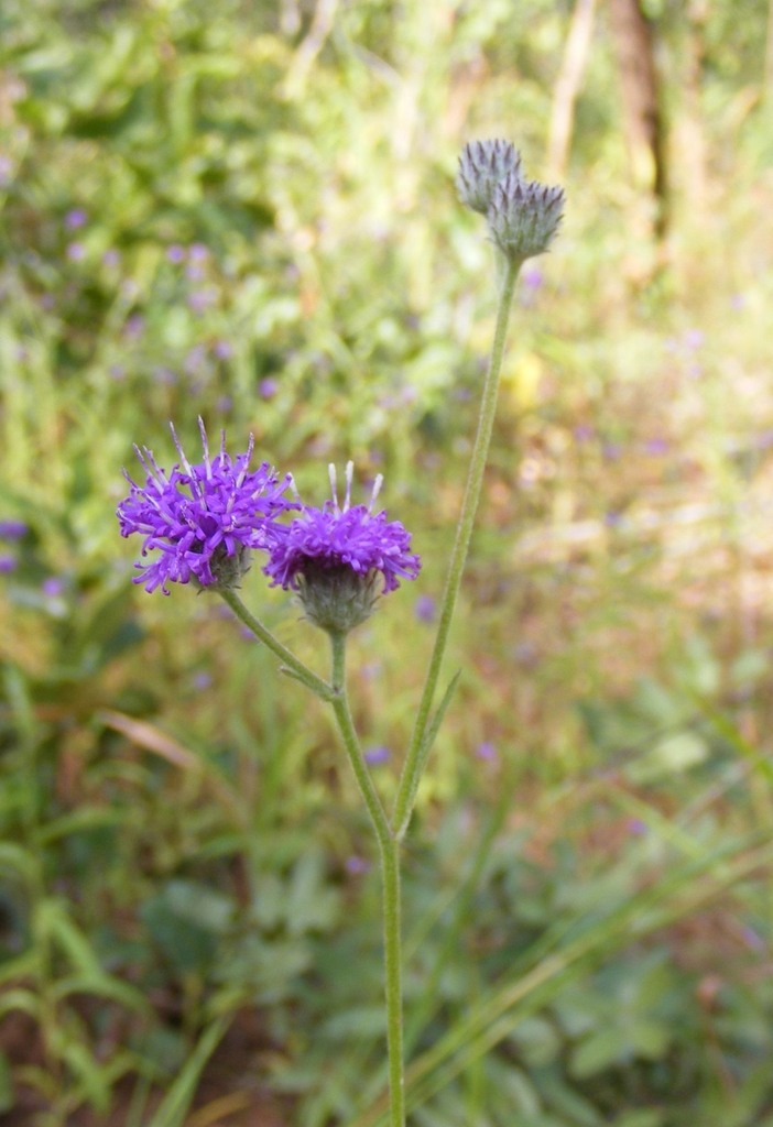Vernonia petersii Vernonia petersii