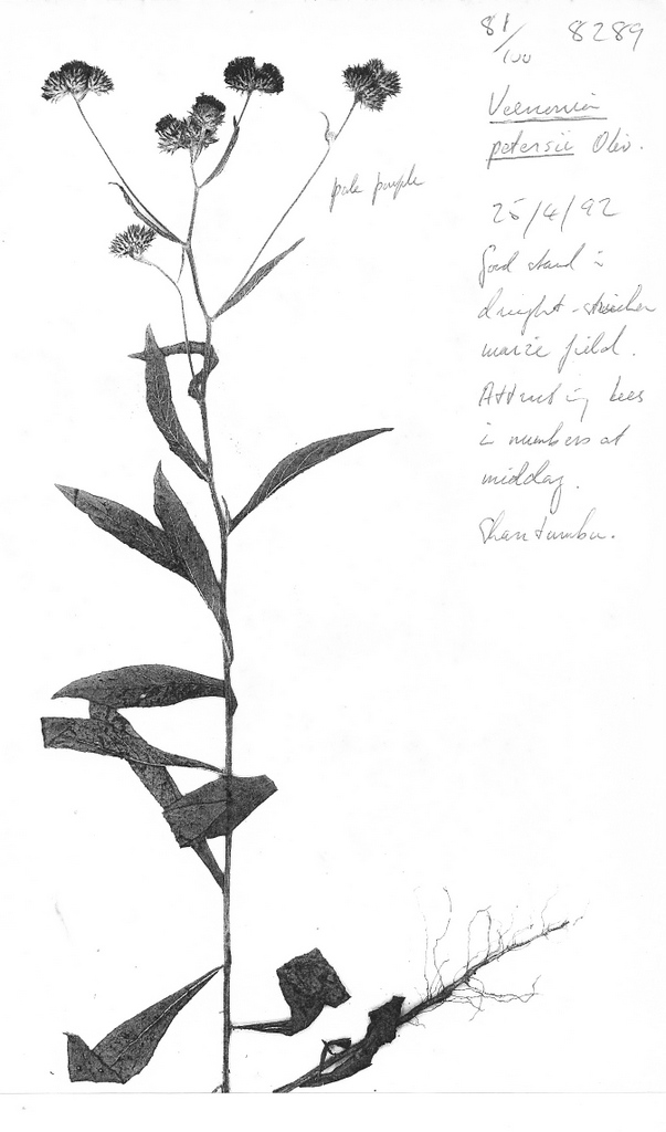 Vernonia petersii Vernonia petersii