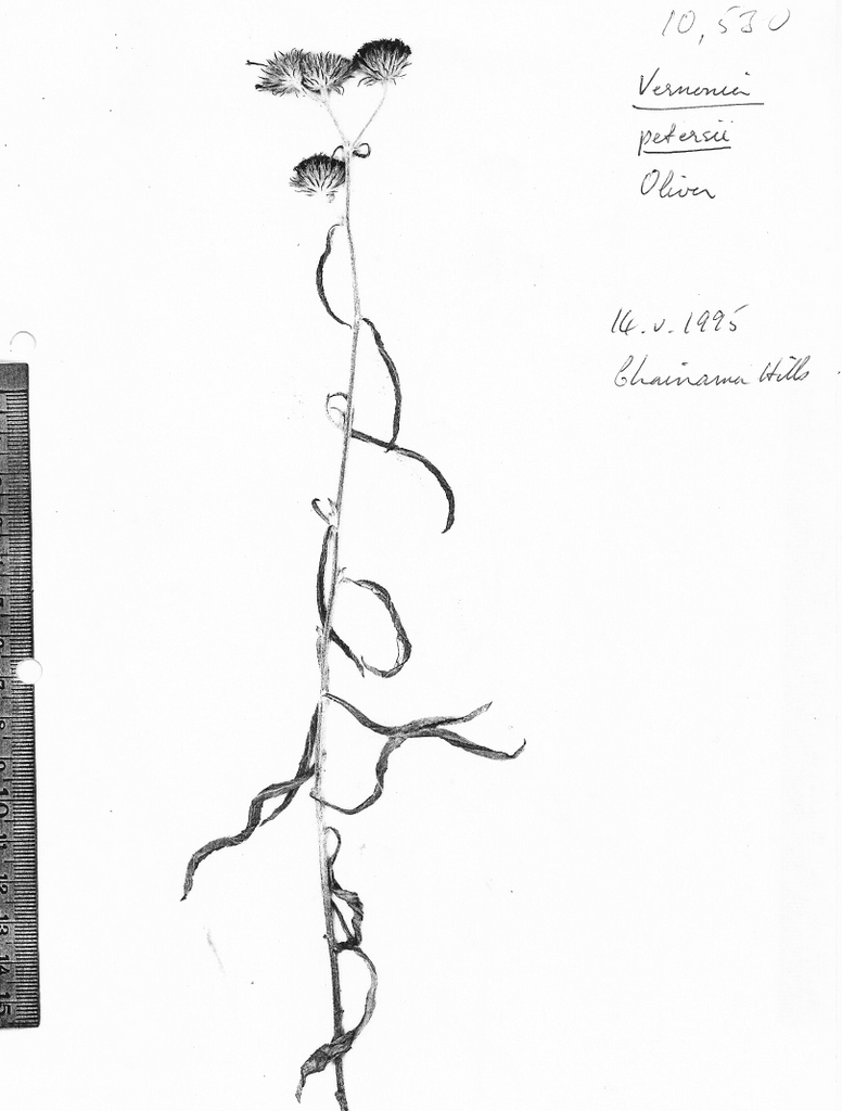 Vernonia petersii Vernonia petersii