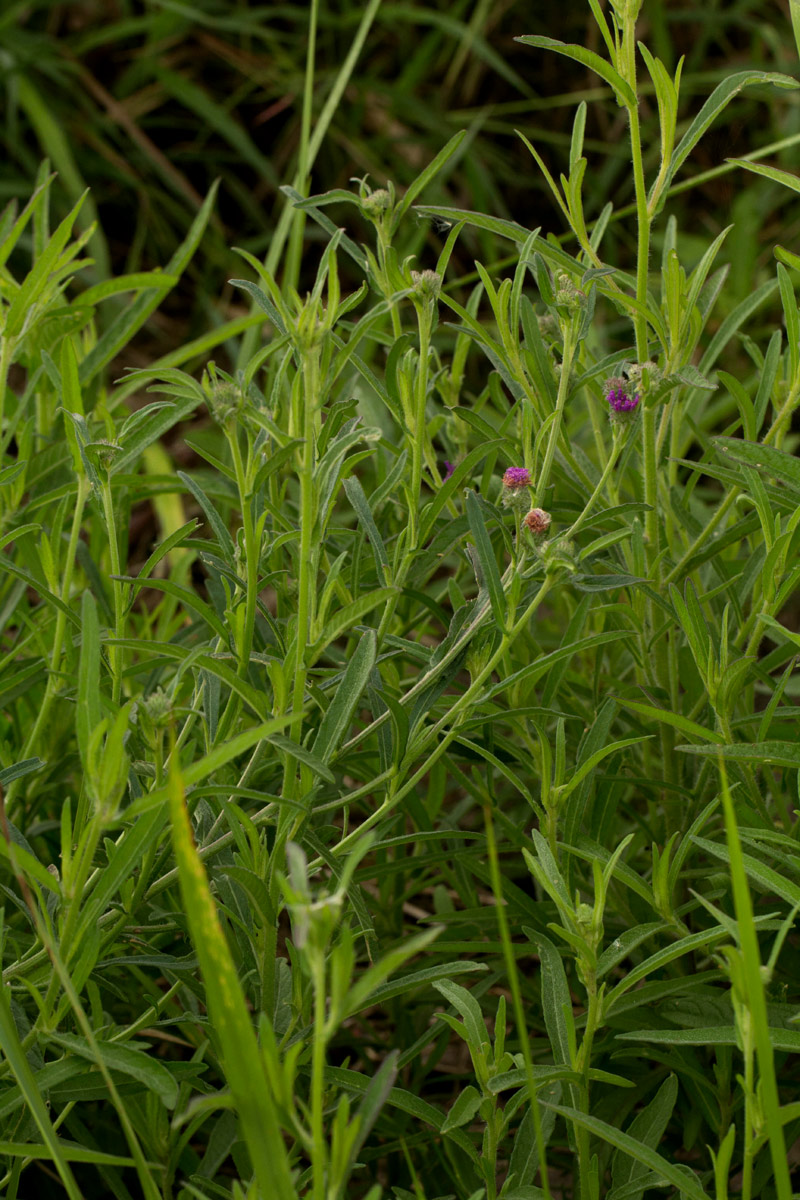 Vernonia petersii Vernonia petersii