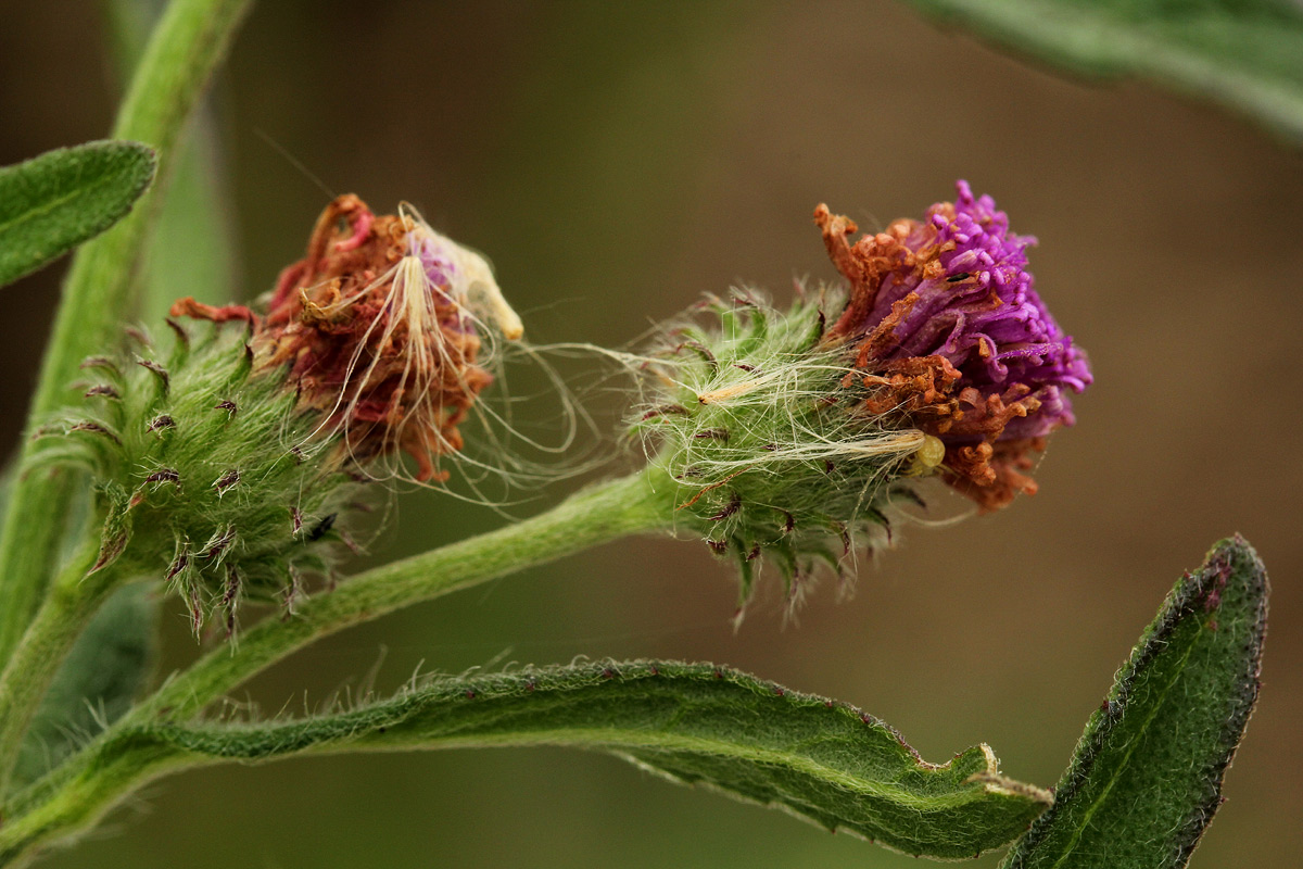 Vernonia petersii Vernonia petersii