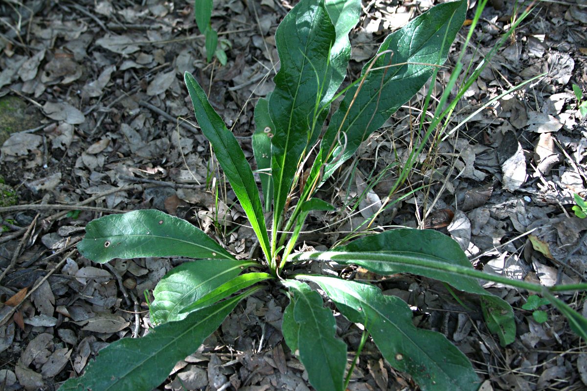 Elephantopus scaber subsp. plurisetus var. plurisetus Elephantopus scaber subsp. plurisetus var. plurisetus