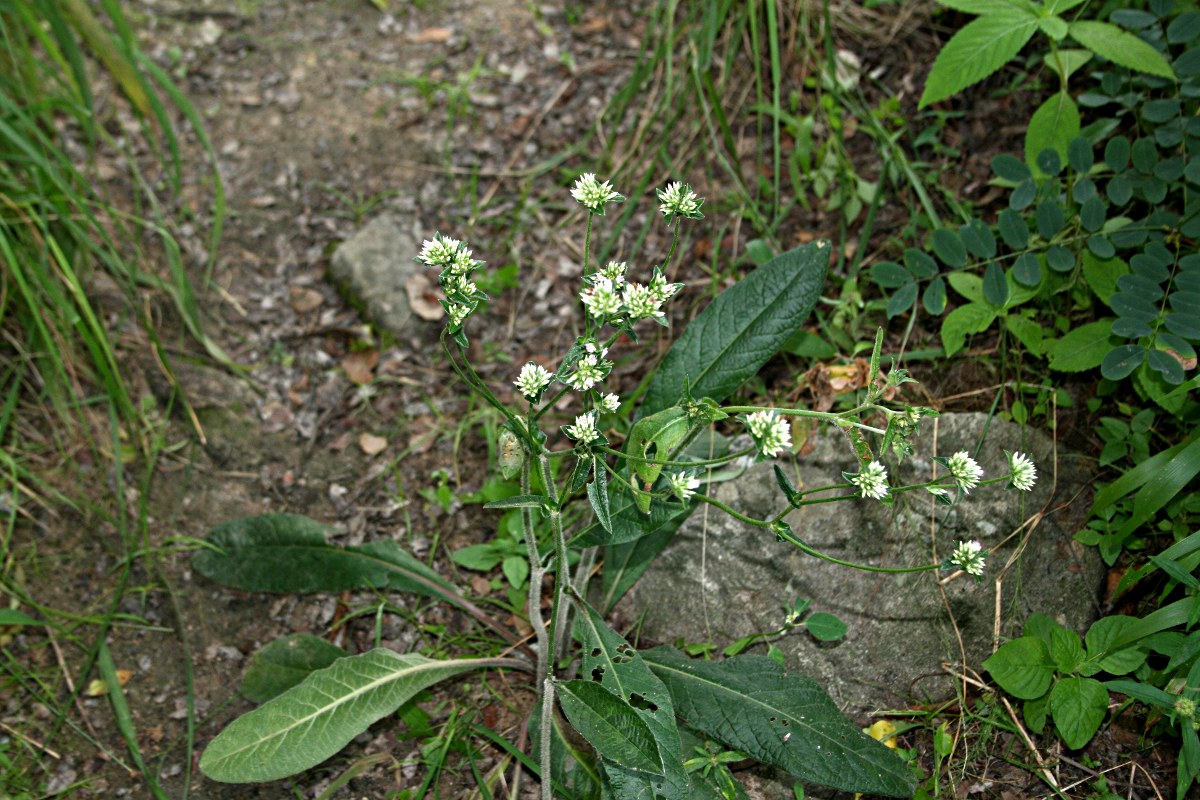 Elephantopus scaber subsp. plurisetus var. plurisetus Elephantopus scaber subsp. plurisetus var. plurisetus