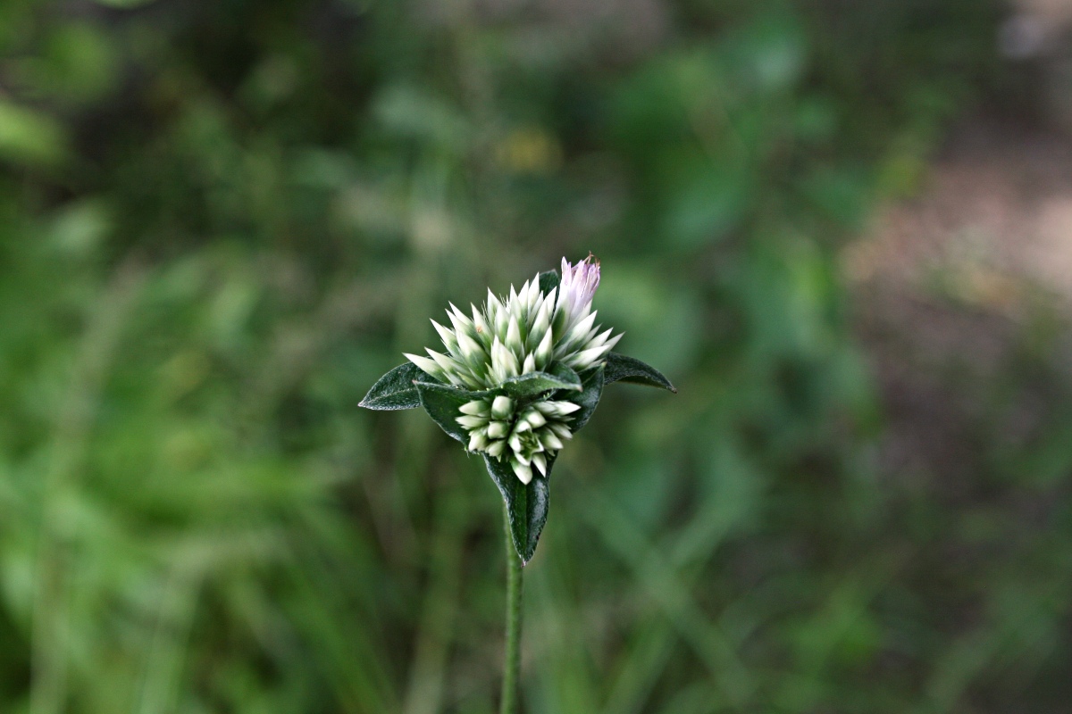 Elephantopus scaber subsp. plurisetus var. plurisetus Elephantopus scaber subsp. plurisetus var. plurisetus