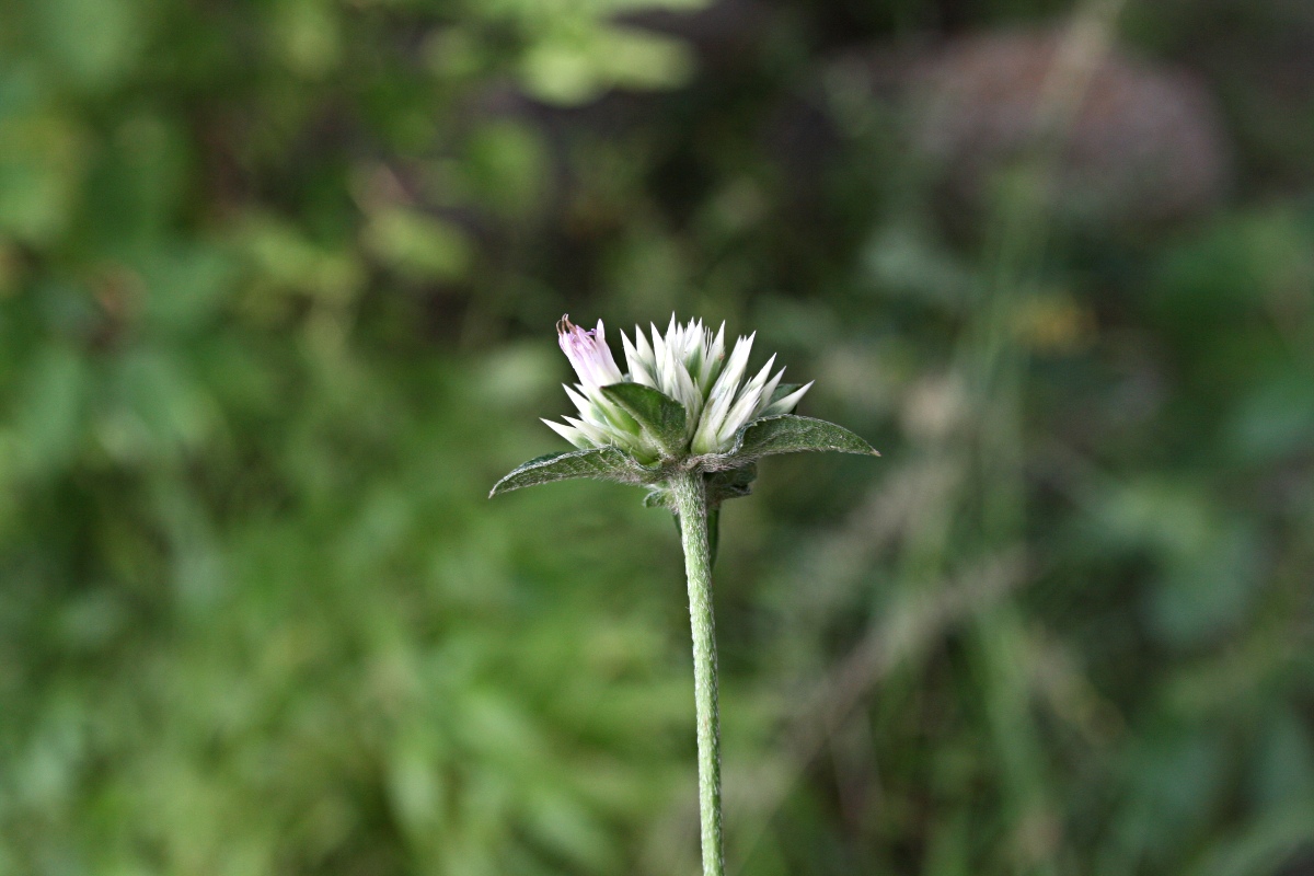 Elephantopus scaber subsp. plurisetus var. plurisetus Elephantopus scaber subsp. plurisetus var. plurisetus