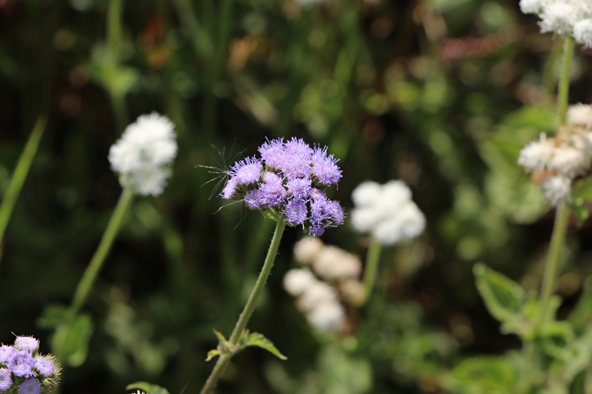 Ageratum houstonianum Ageratum houstonianum