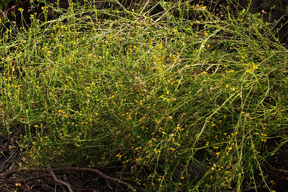 Nidorella resedifolia subsp. microcephala Nidorella resedifolia subsp. microcephala