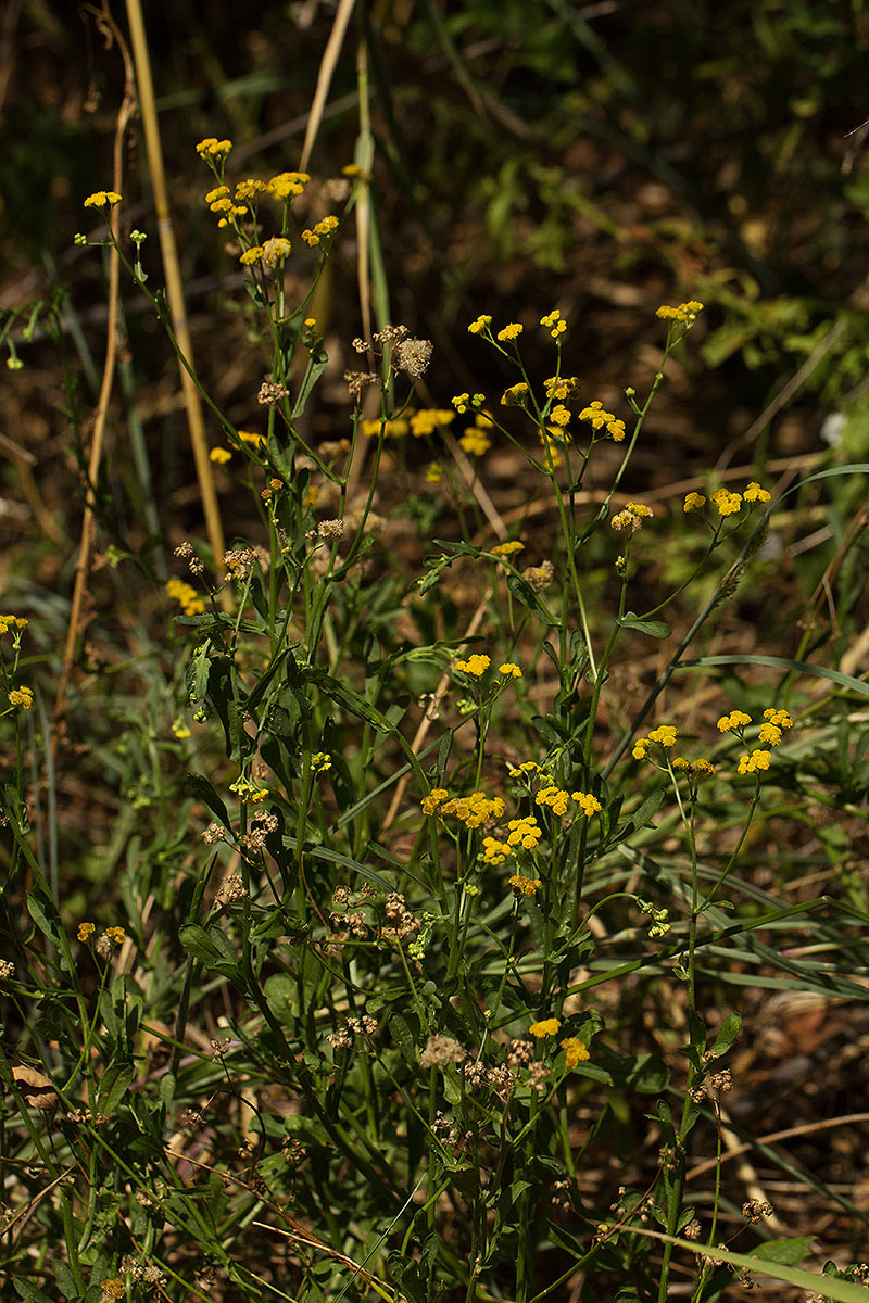 Nidorella resedifolia subsp. microcephala Nidorella resedifolia subsp. microcephala