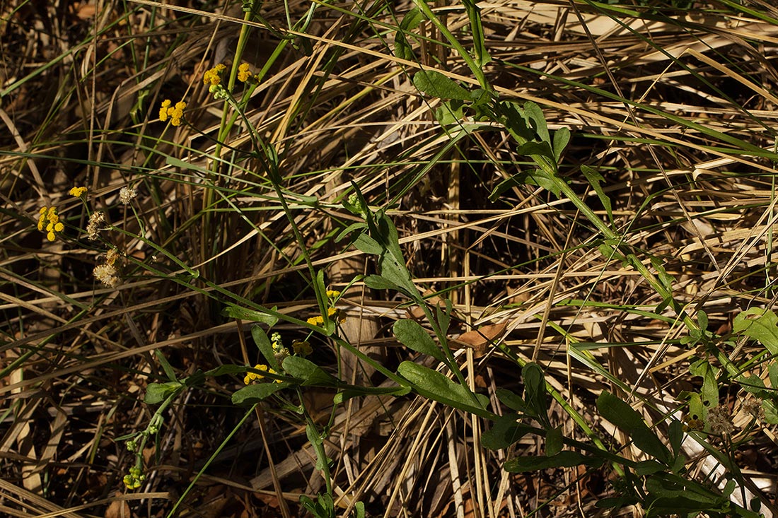Nidorella resedifolia subsp. microcephala Nidorella resedifolia subsp. microcephala