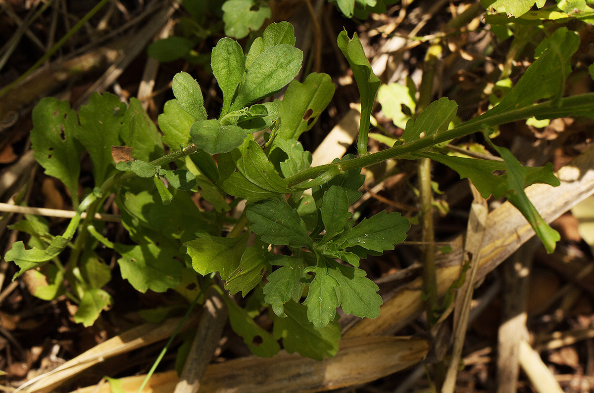 Nidorella resedifolia subsp. microcephala Nidorella resedifolia subsp. microcephala