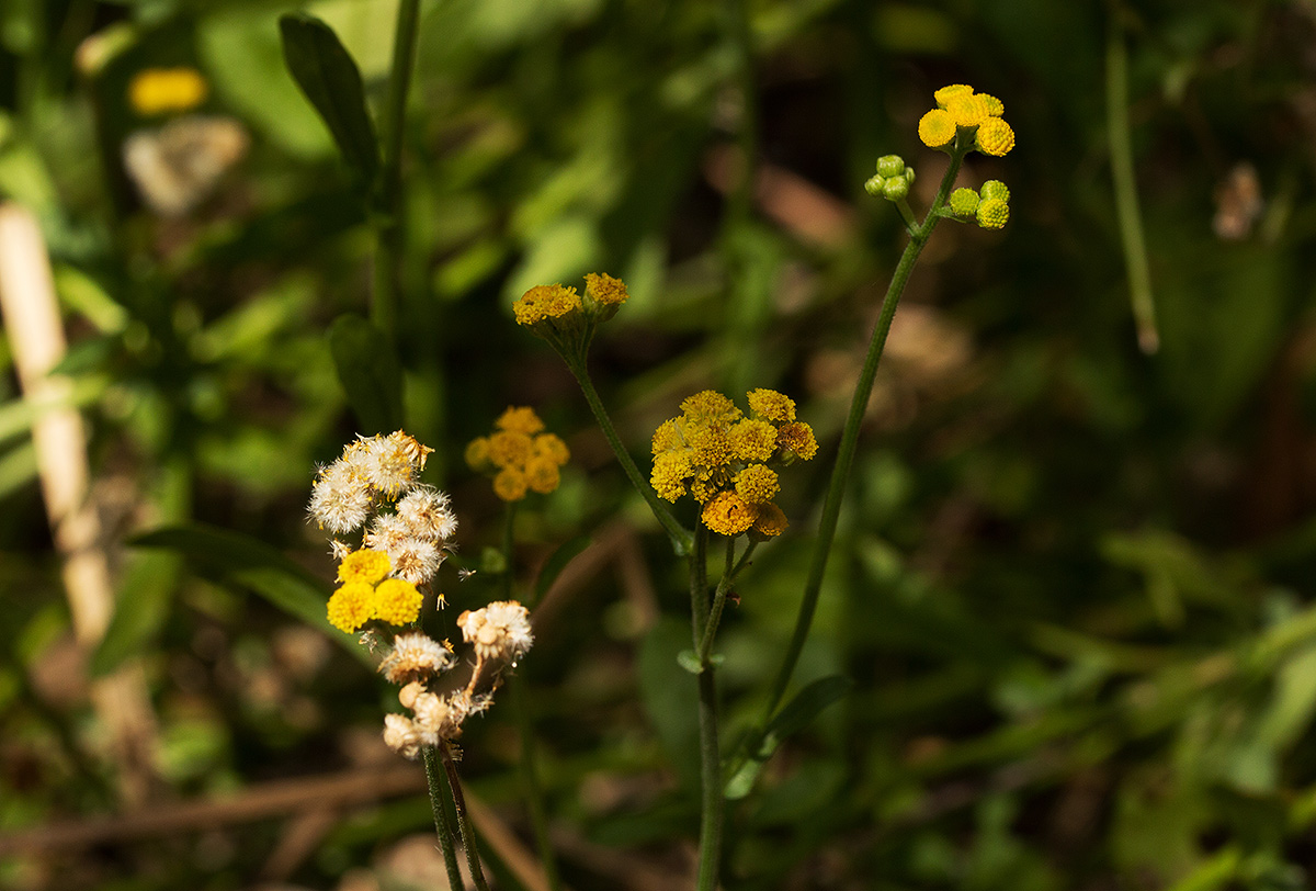Nidorella resedifolia subsp. microcephala Nidorella resedifolia subsp. microcephala