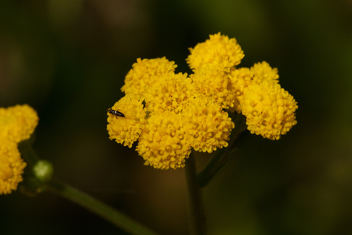 Nidorella resedifolia subsp. microcephala Nidorella resedifolia subsp. microcephala