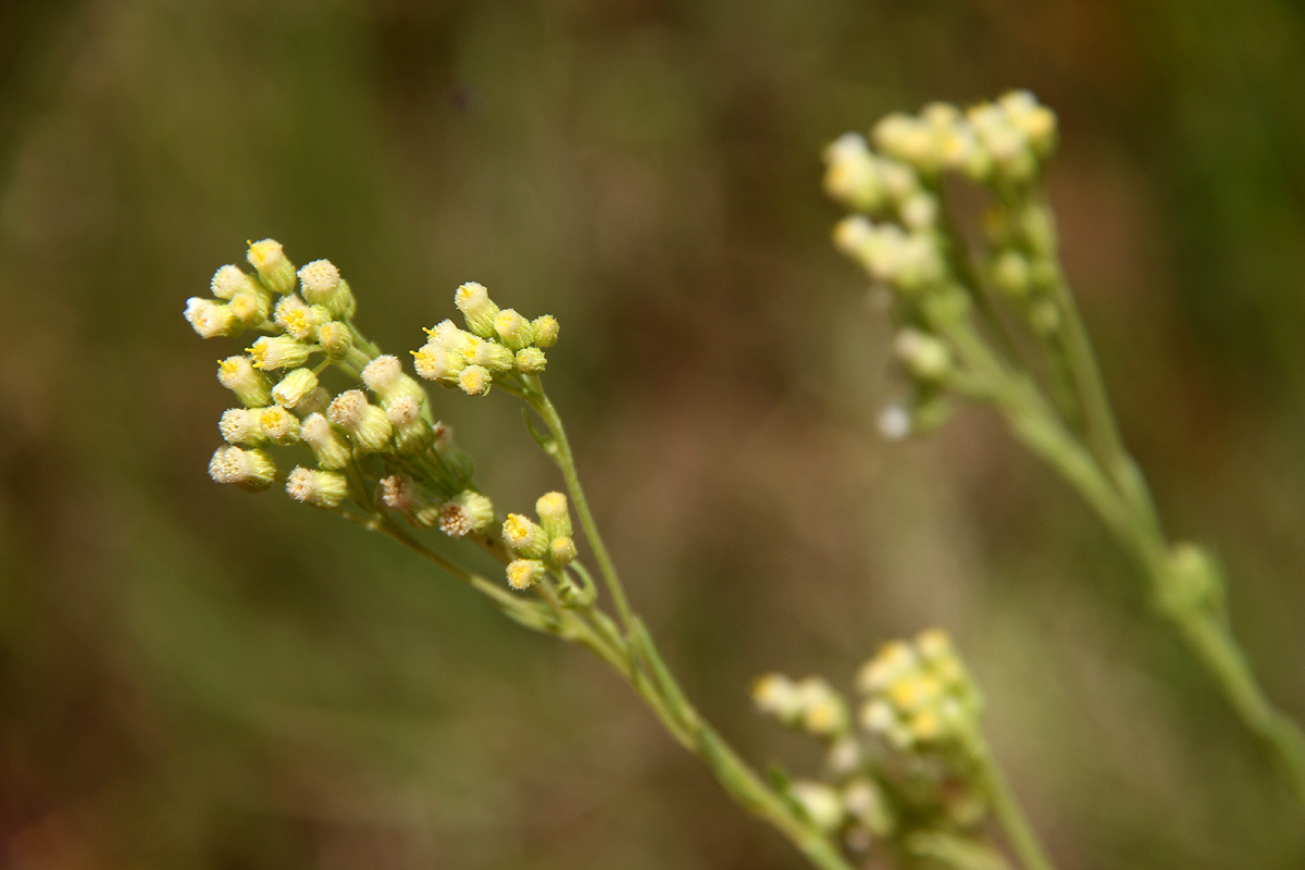 Eschenbachia stricta Eschenbachia stricta