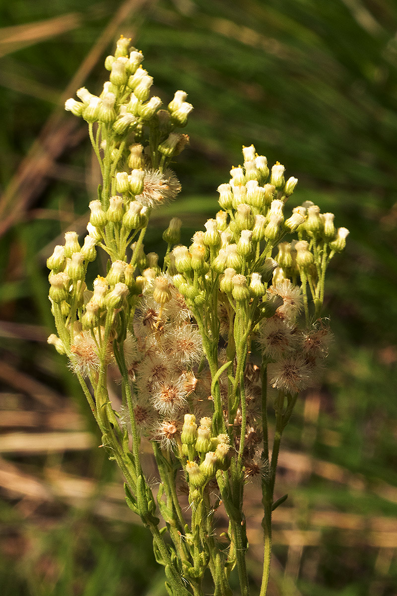 Eschenbachia stricta Eschenbachia stricta