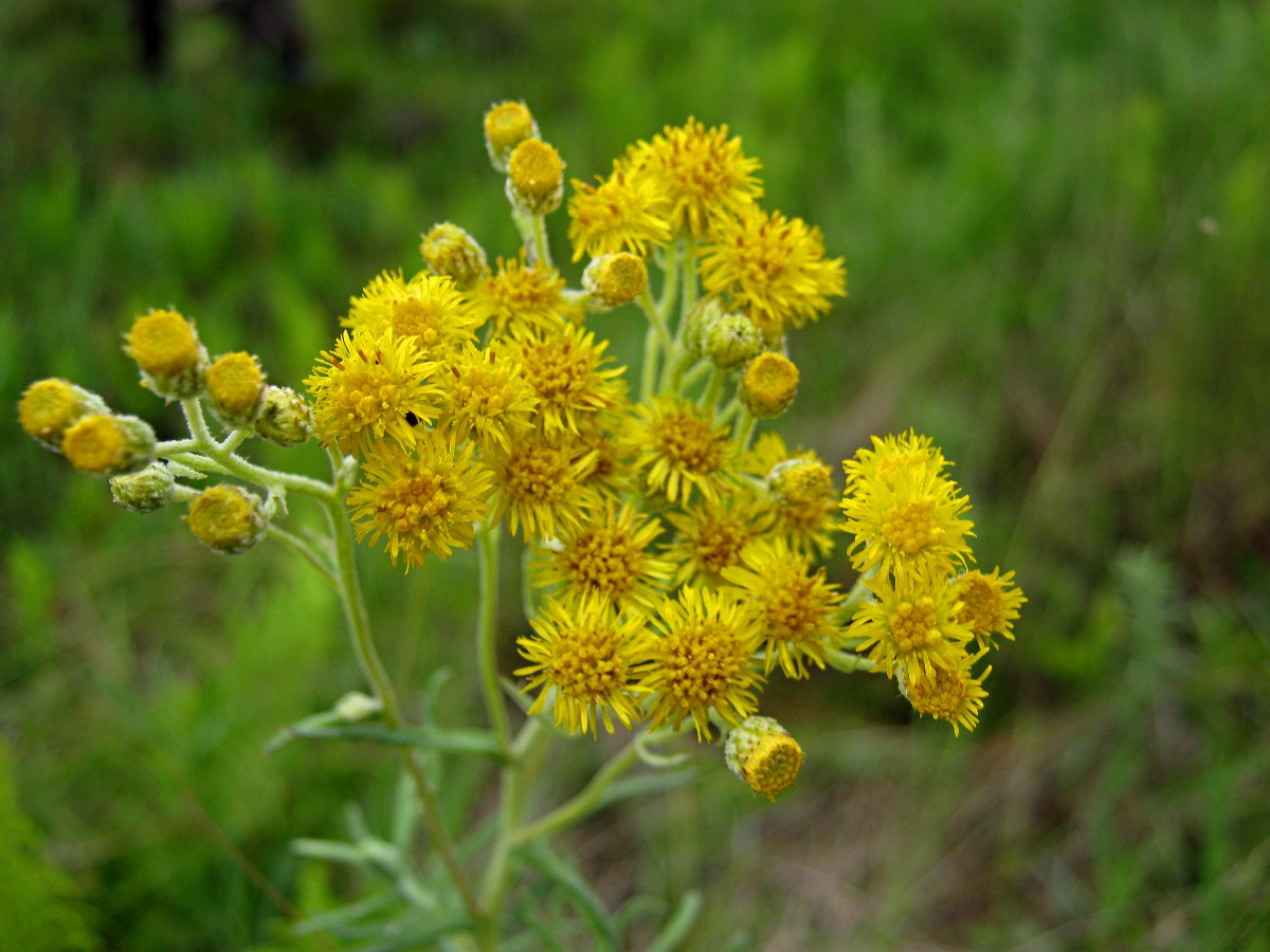 Nidorella welwitschii Nidorella welwitschii