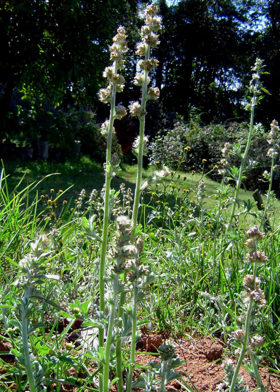 Gnaphalium purpureum Gnaphalium purpureum