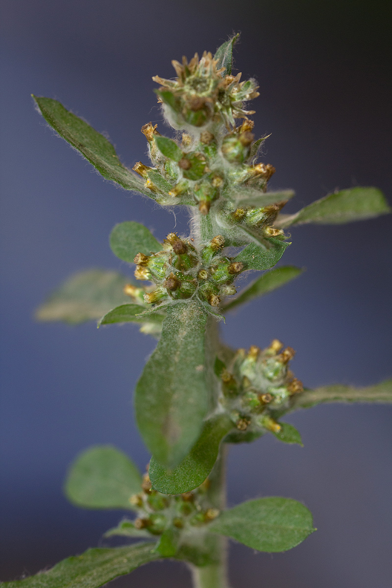 Gnaphalium purpureum Gnaphalium purpureum