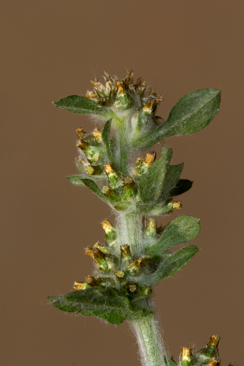 Gnaphalium purpureum Gnaphalium purpureum