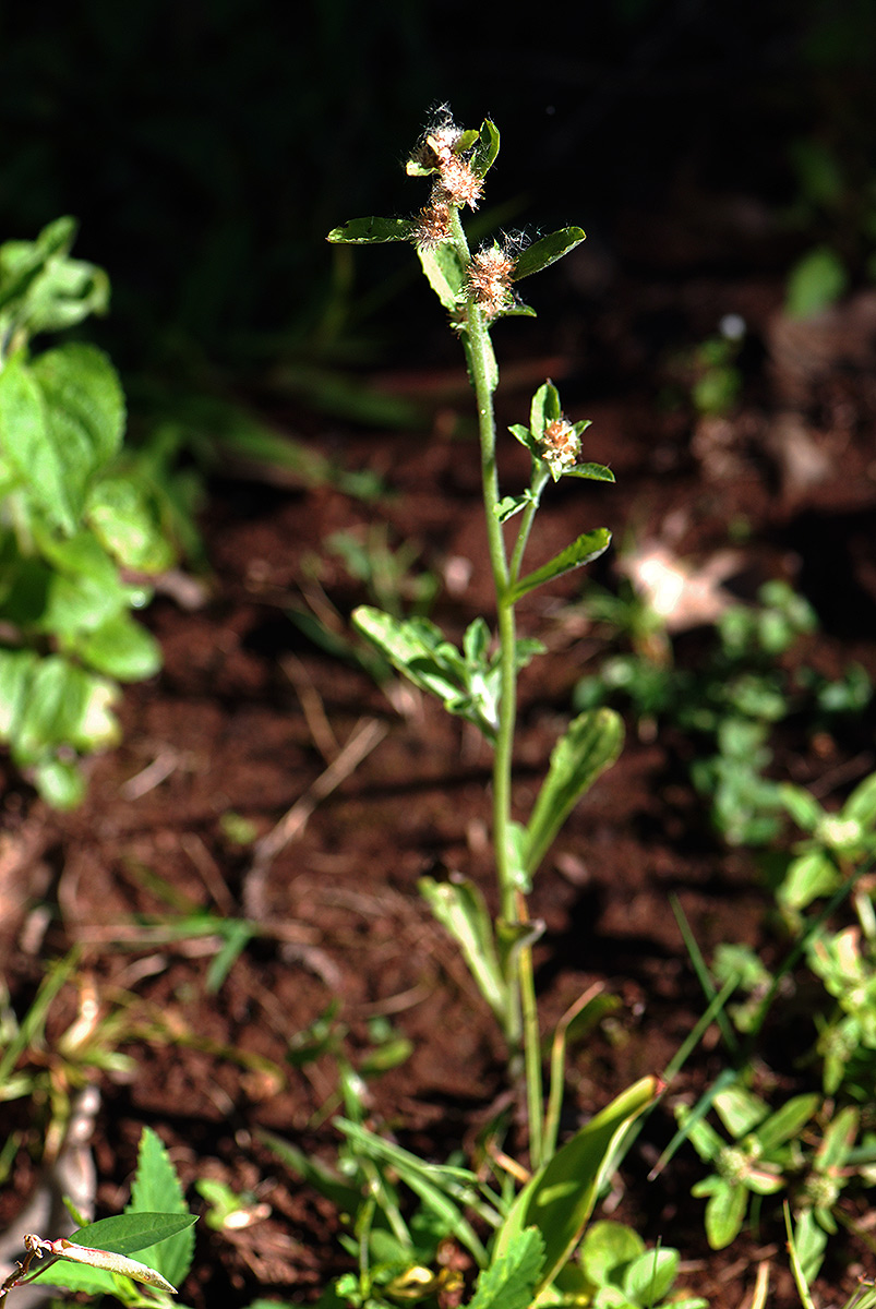 Gnaphalium purpureum Gnaphalium purpureum