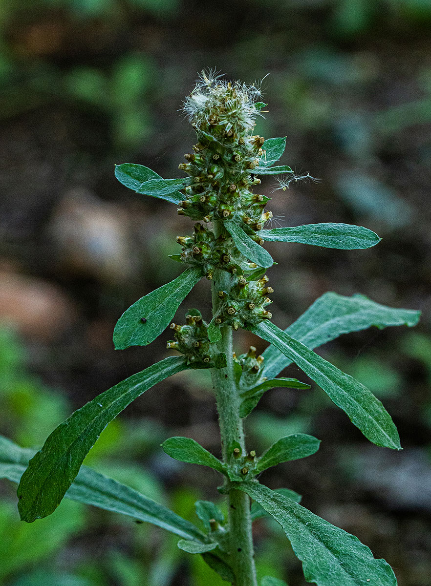 Gnaphalium purpureum Gnaphalium purpureum