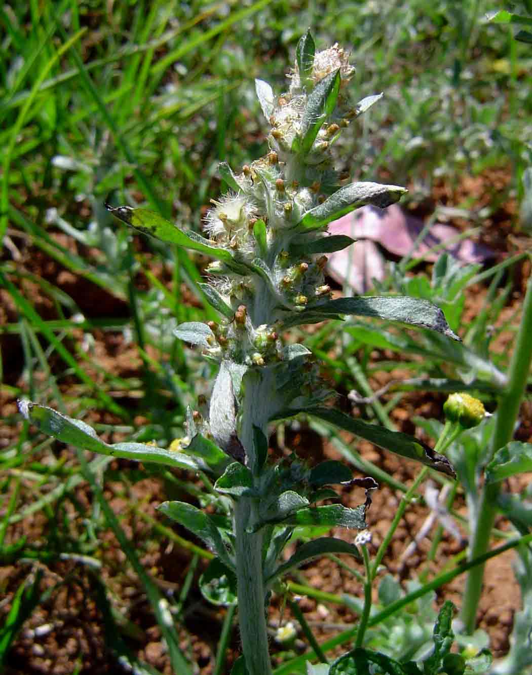 Gnaphalium purpureum Gnaphalium purpureum