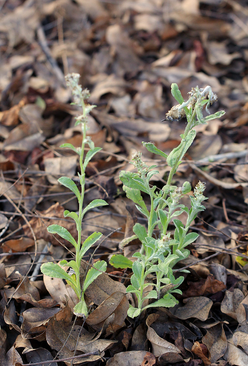 Gnaphalium purpureum Gnaphalium purpureum