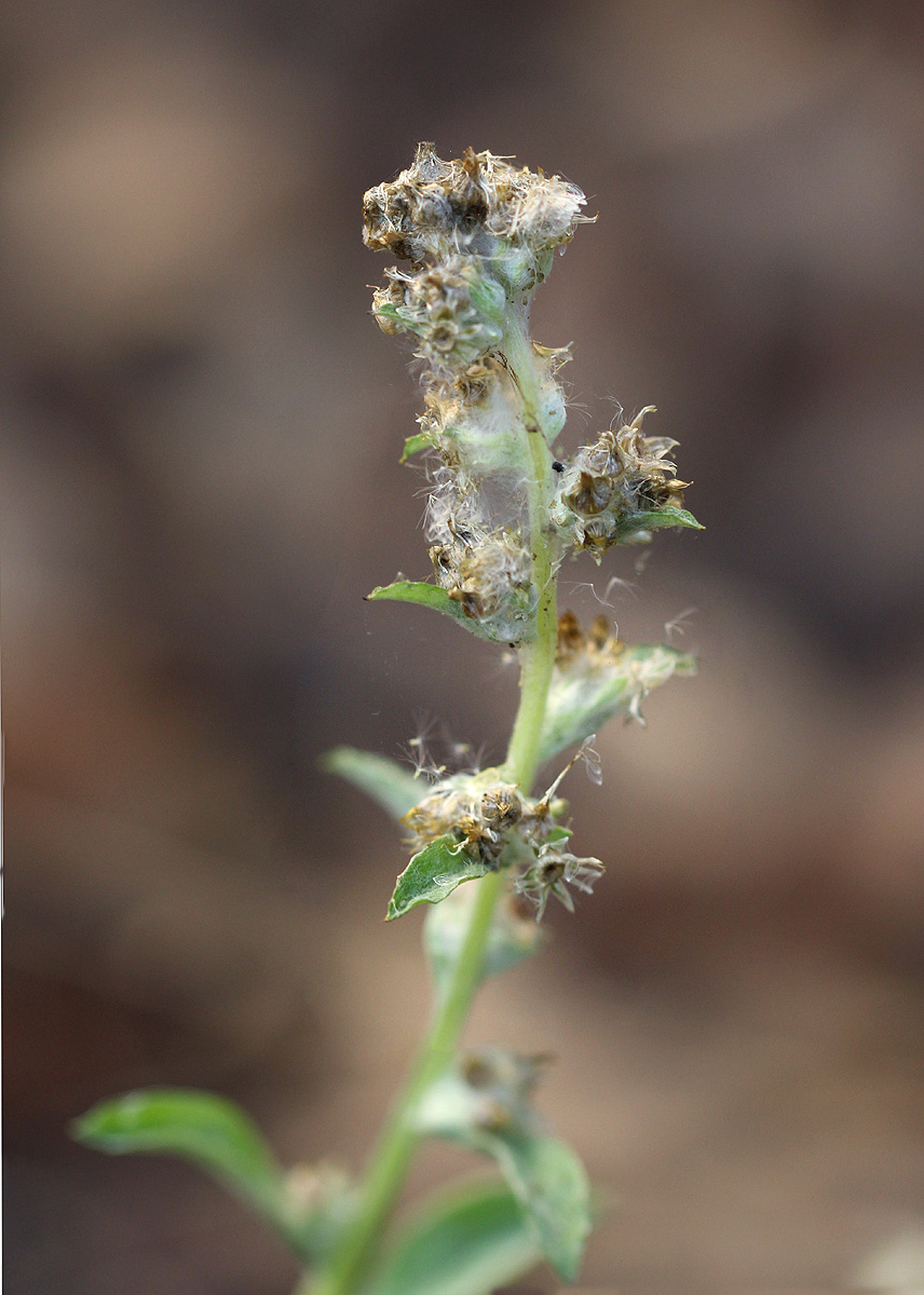 Gnaphalium purpureum Gnaphalium purpureum
