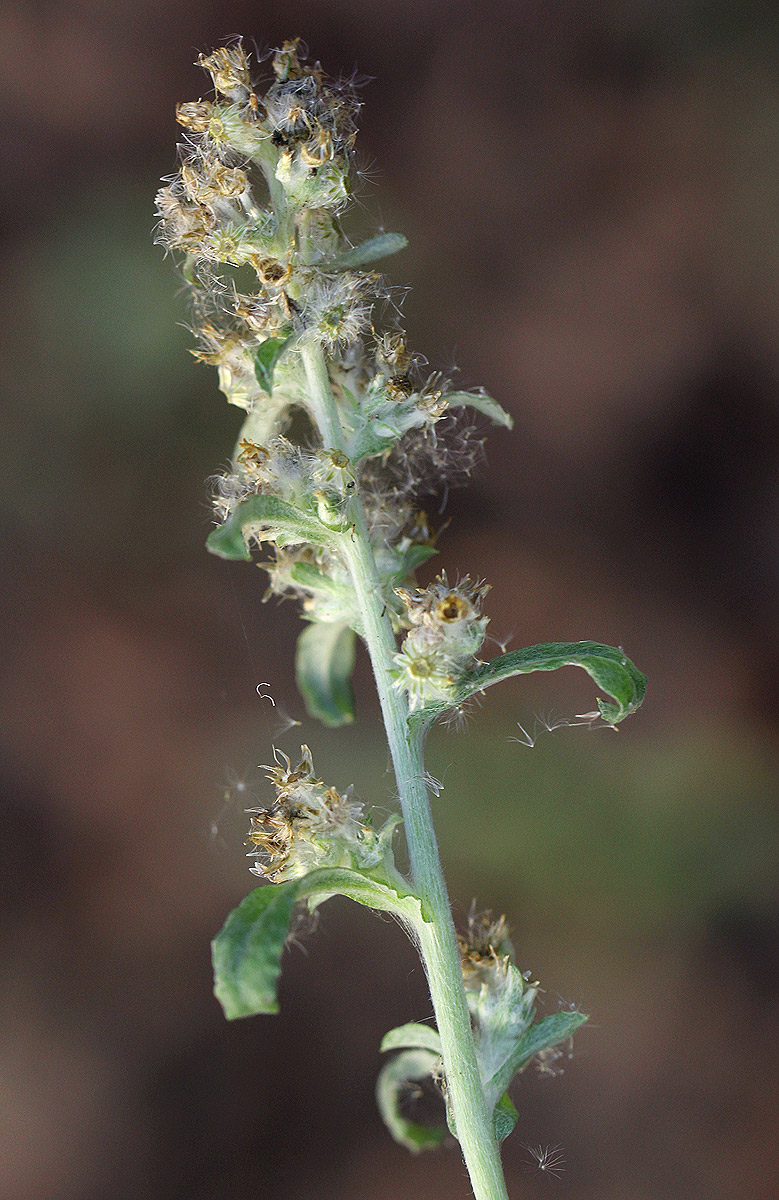 Gnaphalium purpureum Gnaphalium purpureum