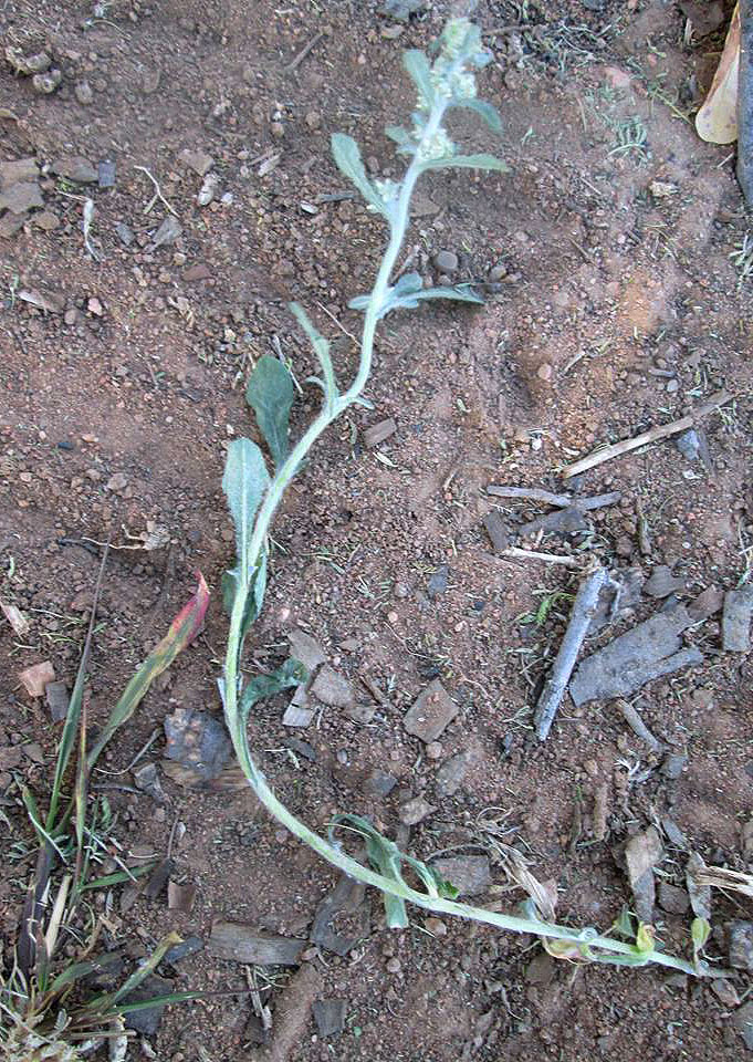 Gnaphalium purpureum Gnaphalium purpureum