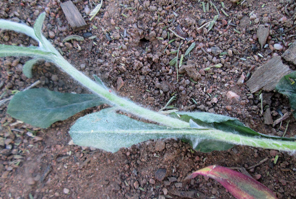 Gnaphalium purpureum Gnaphalium purpureum