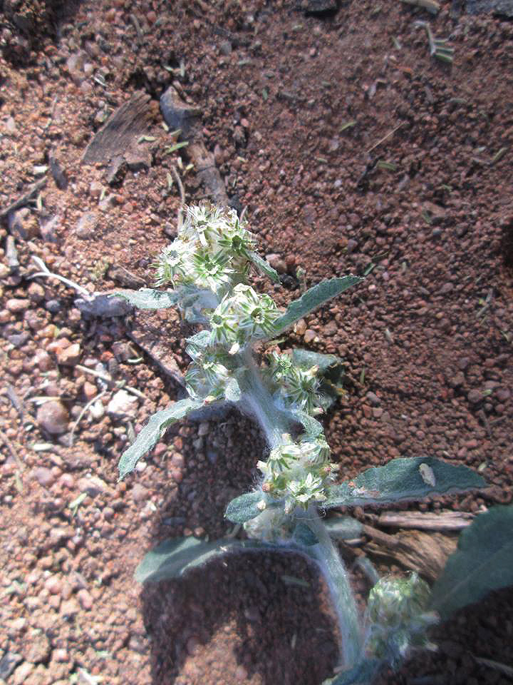 Gnaphalium purpureum Gnaphalium purpureum