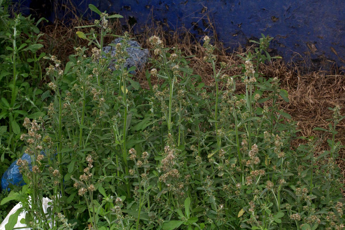 Gnaphalium purpureum Gnaphalium purpureum