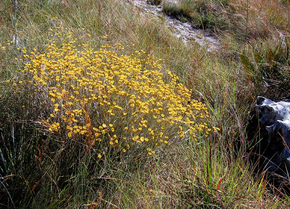 Helichrysum buchananii Helichrysum buchananii