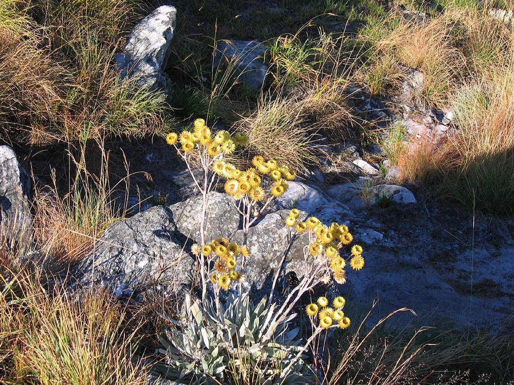 Helichrysum nitens subsp. nitens Helichrysum nitens subsp. nitens