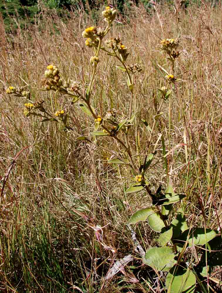 Inula glomerata Inula glomerata