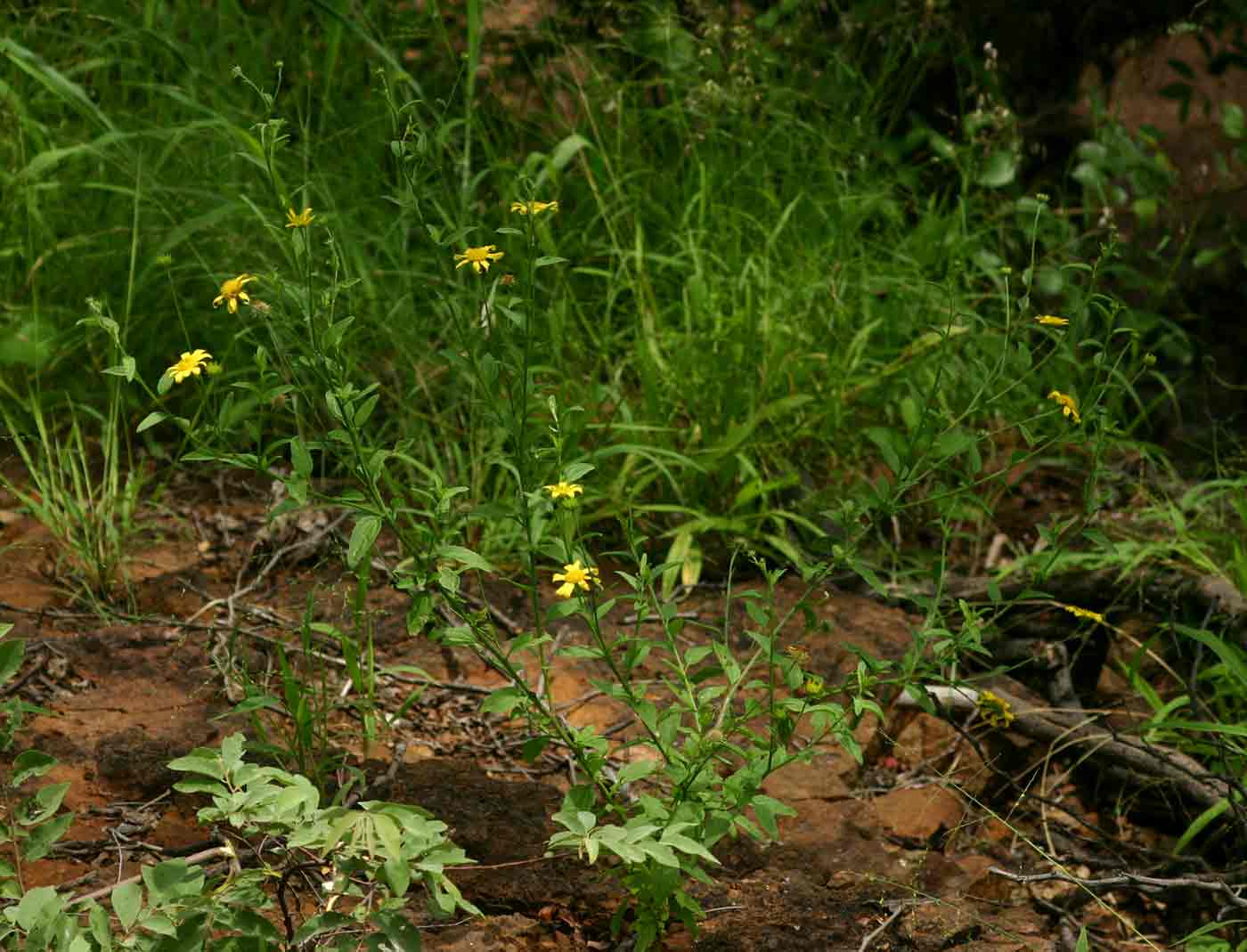 Calostephane divaricata Calostephane divaricata