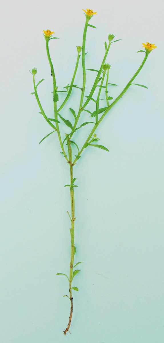 Calostephane divaricata Calostephane divaricata