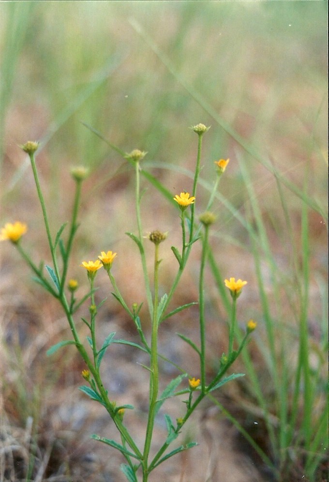 Calostephane divaricata Calostephane divaricata