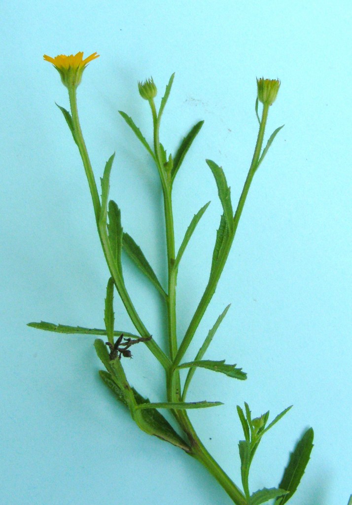 Calostephane divaricata Calostephane divaricata