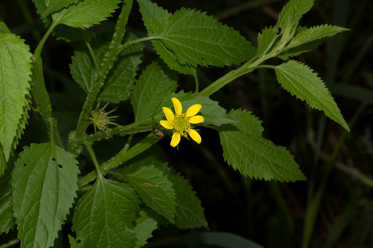 Calostephane divaricata Calostephane divaricata