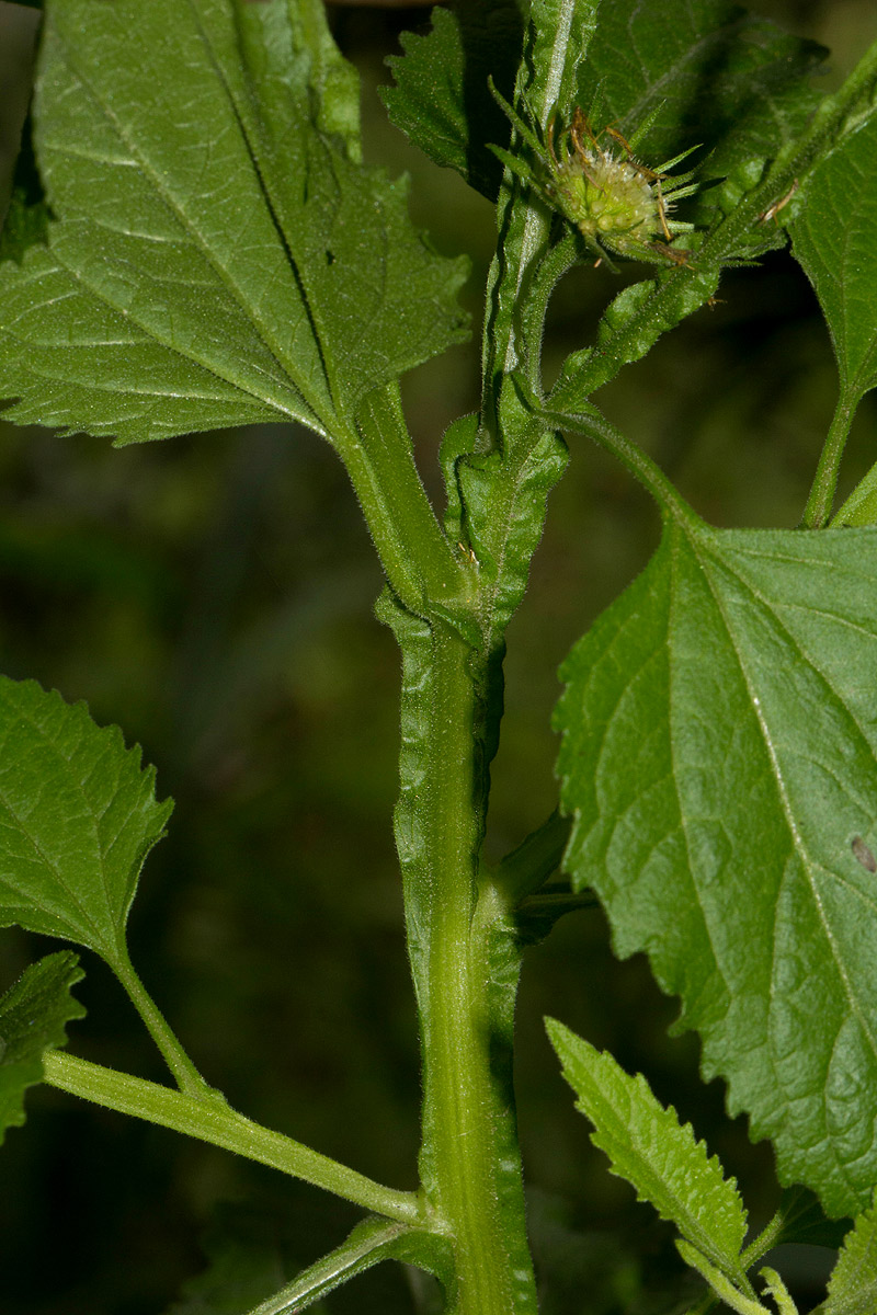Calostephane divaricata Calostephane divaricata