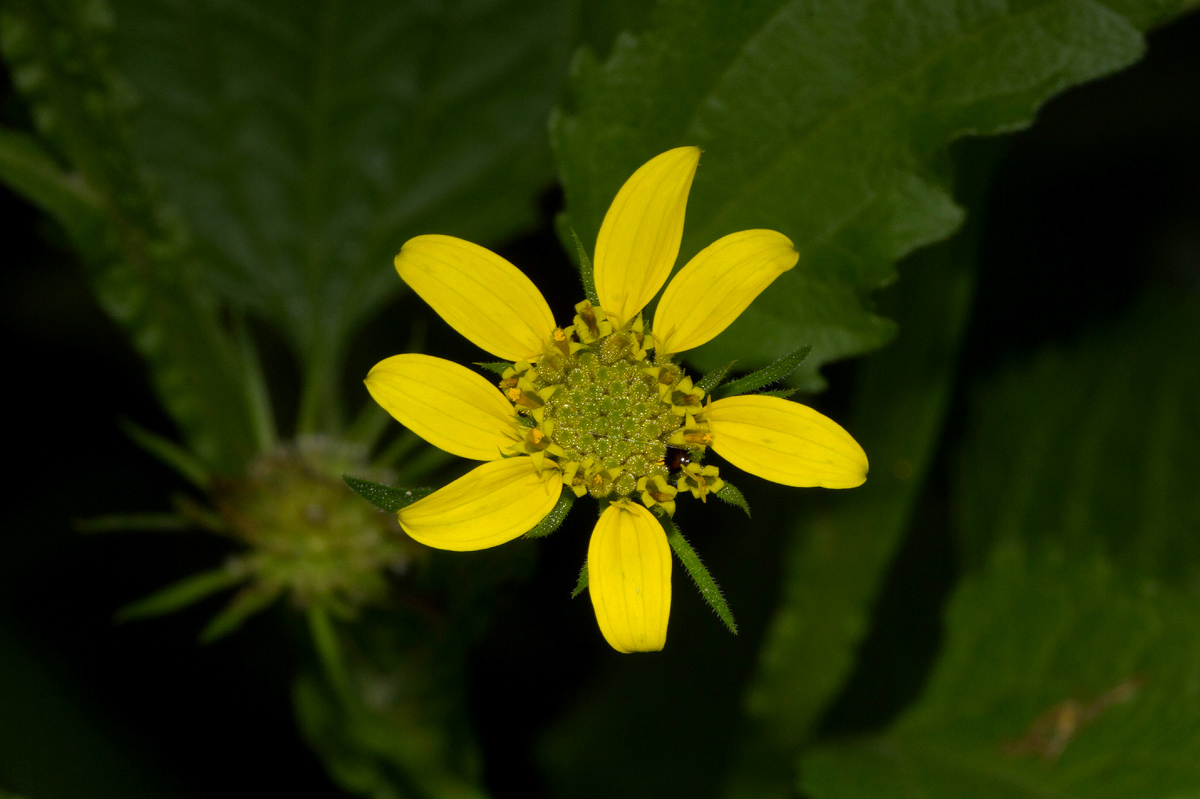 Calostephane divaricata Calostephane divaricata