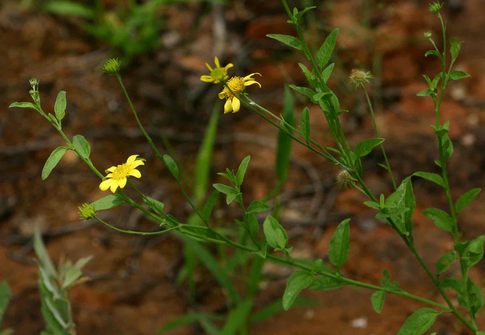 Calostephane divaricata Calostephane divaricata