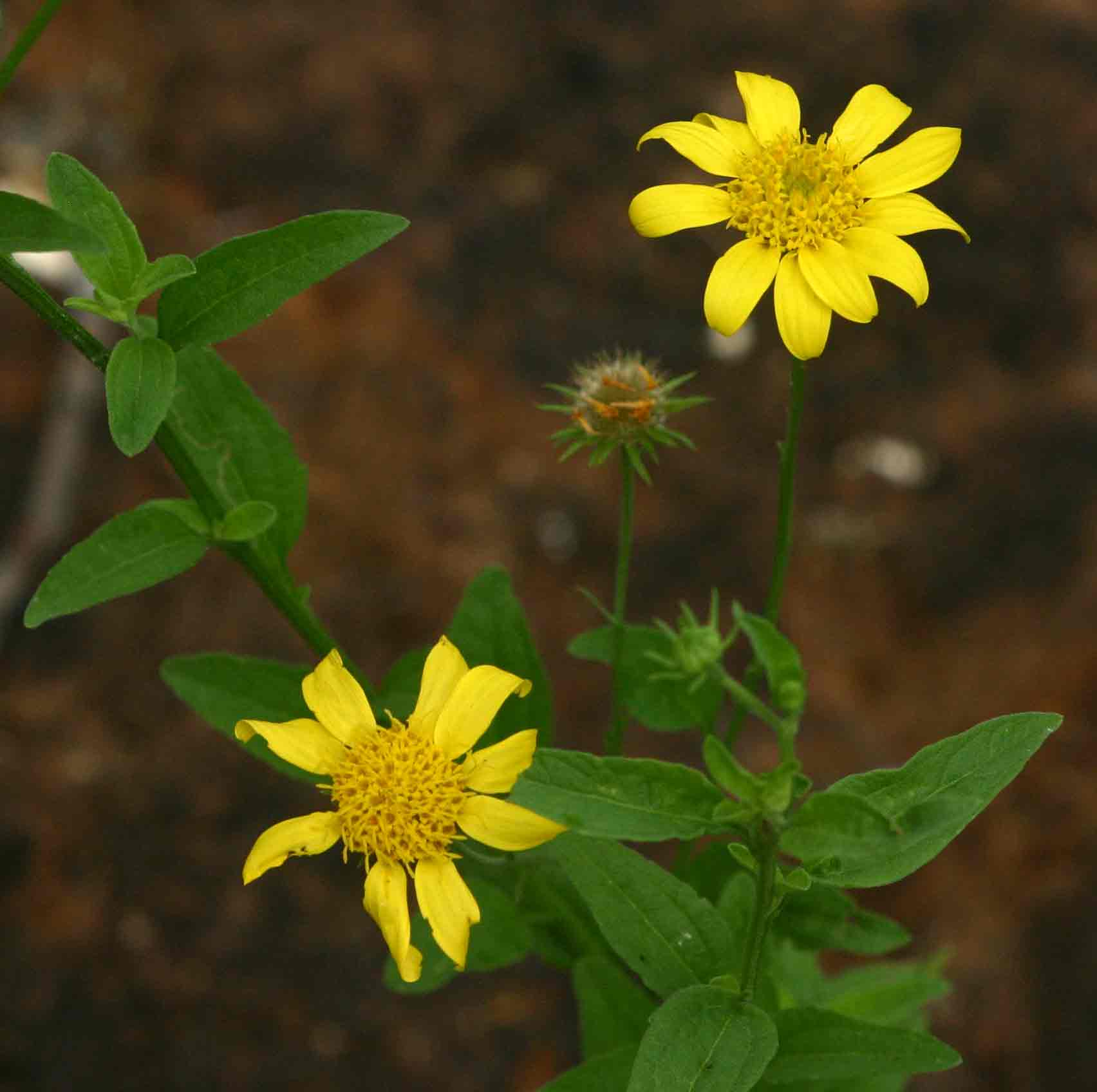 Calostephane divaricata Calostephane divaricata