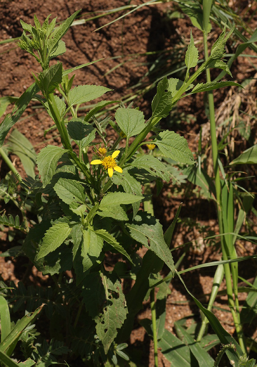 Calostephane divaricata Calostephane divaricata