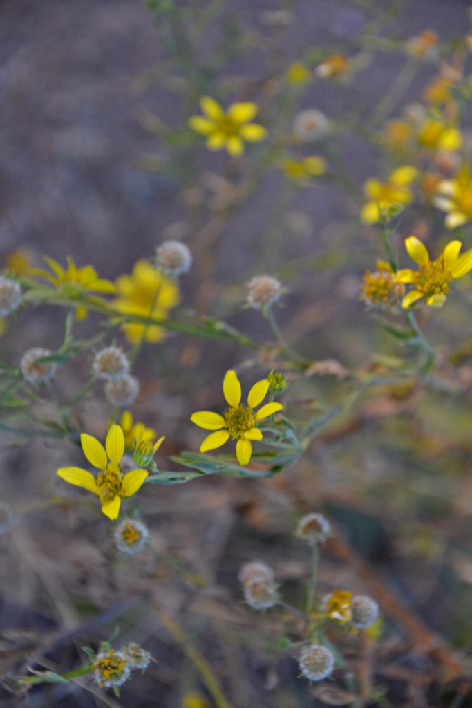 Calostephane divaricata Calostephane divaricata