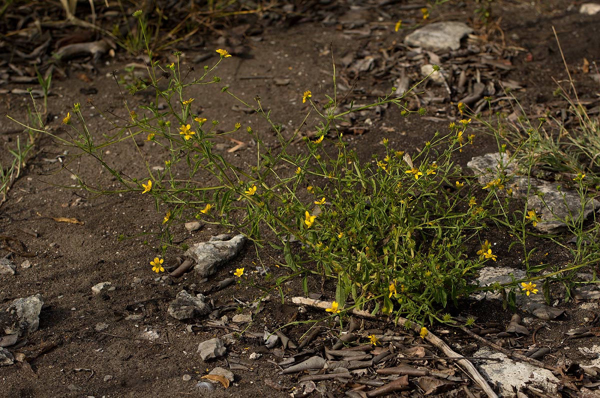 Calostephane divaricata Calostephane divaricata