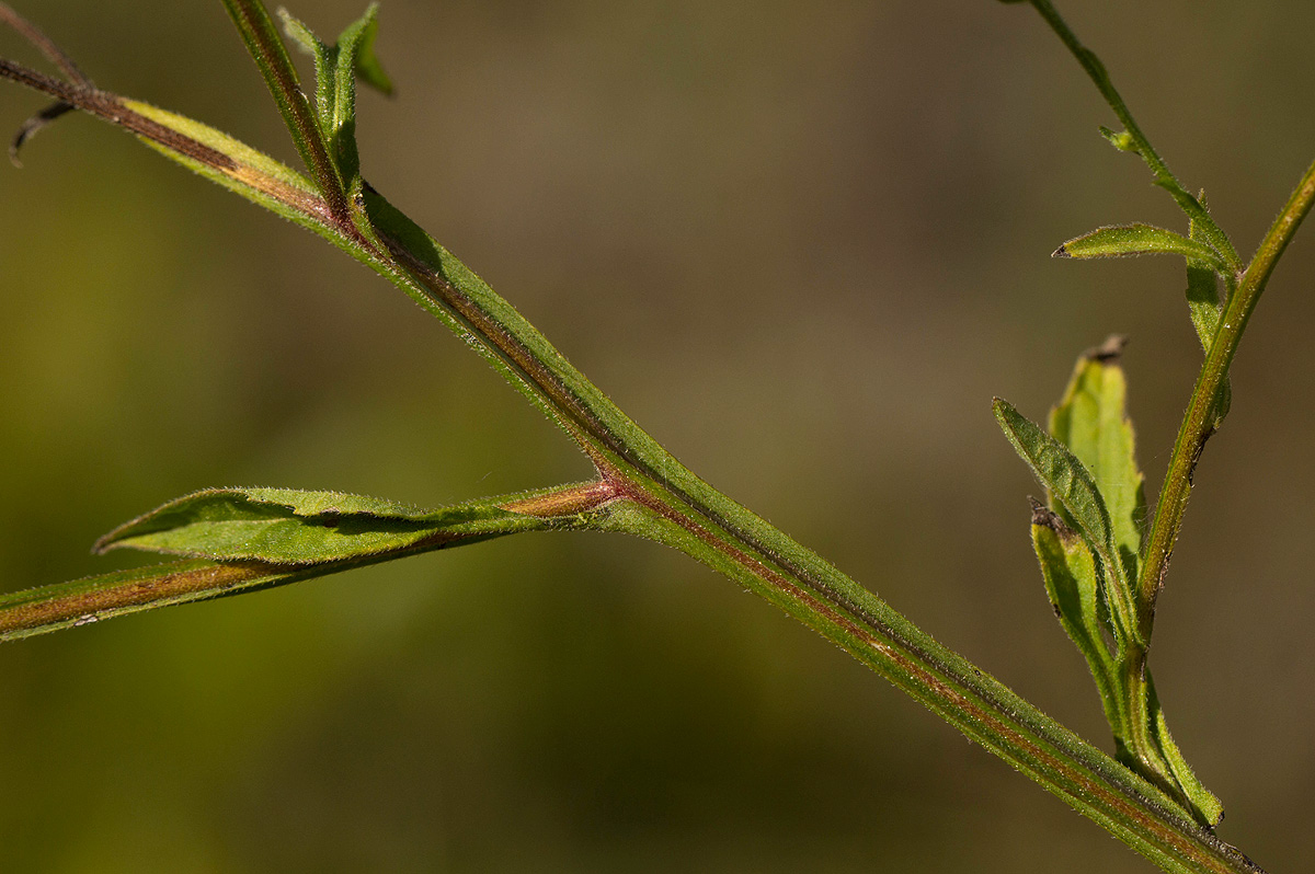 Calostephane divaricata Calostephane divaricata