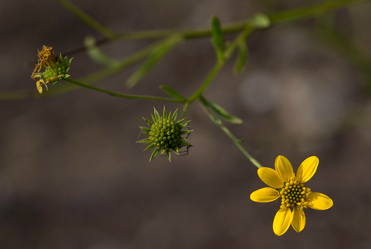 Calostephane divaricata Calostephane divaricata