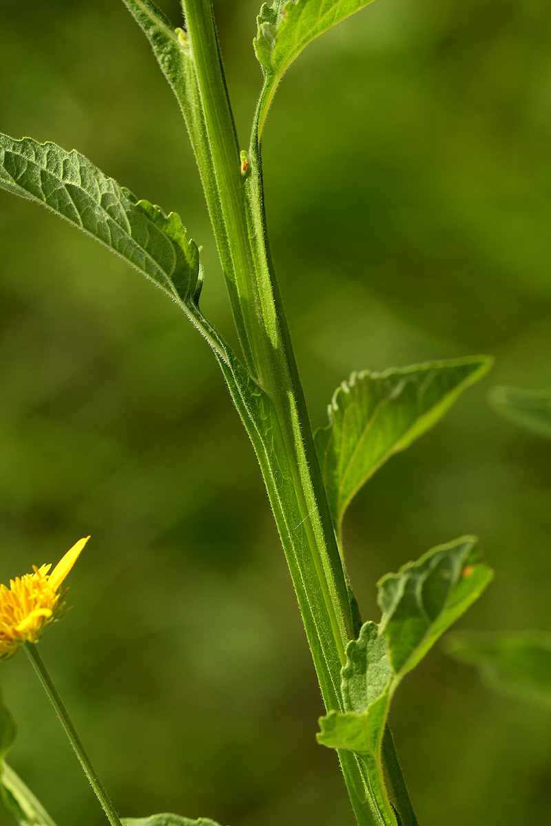 Calostephane divaricata Calostephane divaricata